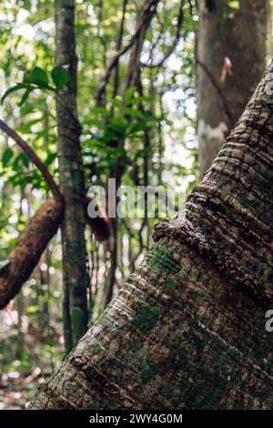 Arbre dans la forêt amazonienne Banque D'Images