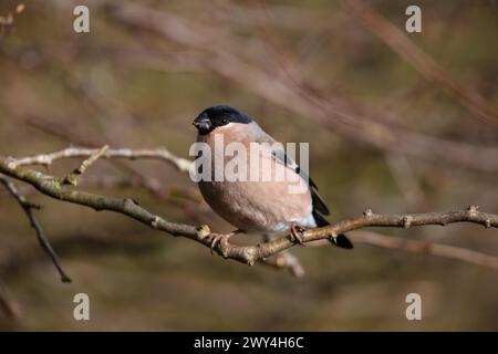 Femelle Bullfinch piqué sur une brindille en hiver, comté de Durham, Angleterre, Royaume-Uni. Banque D'Images