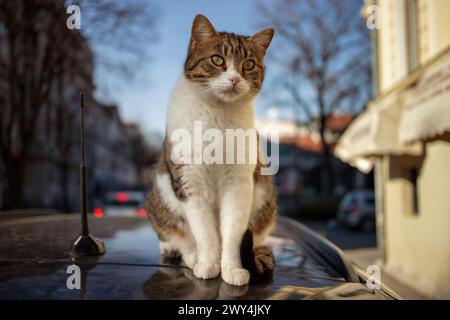 Un tomcat errant assis et bronzant sur le toit d'une voiture Banque D'Images