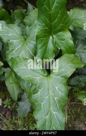 Gros plan vertical naturel sur le feuillage vert de l'arum italien ou plante seigneurs et dames, Arum italicum Banque D'Images