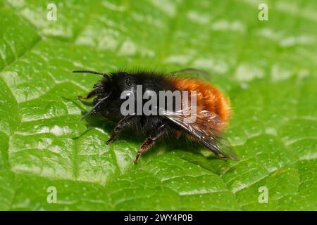 Gros plan naturel sur une abeille mason de verger européenne femelle, Osmia cornuta, assise sur une feuille verte dans le jardin Banque D'Images