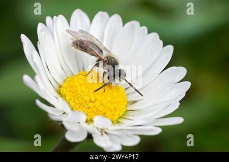 Gros plan détaillé sur une femme mineuse à ventre rouge, Andrena ventralis sur une fleur de marguerite commune Banque D'Images