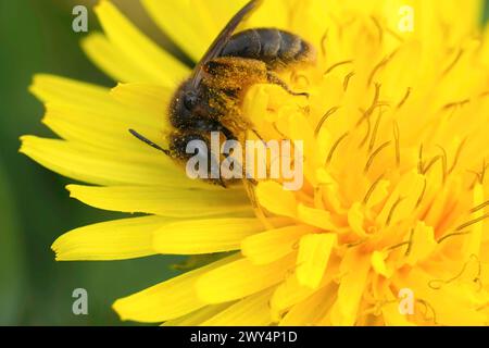 Gros plan naturel sur une abeille minière Catsear femelle, Andrena humilis dans une fleur de pissenlit jaune Banque D'Images