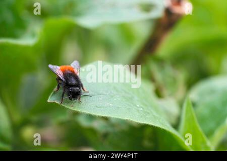 Gros plan naturel sur une abeille mason de verger européenne femelle, Osmia cornuta, assise sur une feuille verte dans le jardin Banque D'Images