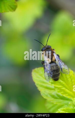 Gros plan vertical naturel sur une abeille minière femelle de chocolat, Andrena scotica assise dans une végétation verte Banque D'Images