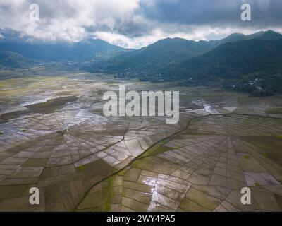 Vue aérienne des rizières en forme de toile d'araignée à Flores, Indonésie. Banque D'Images