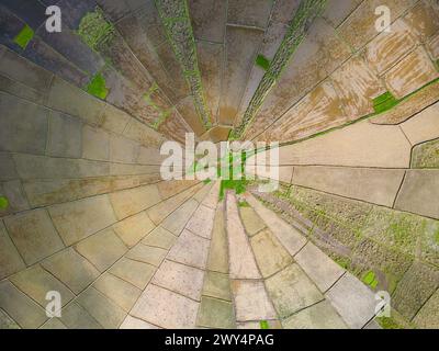 Vue aérienne des rizières en forme de toile d'araignée à Flores, Indonésie. Banque D'Images