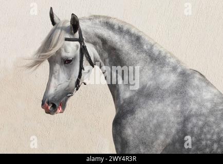 Portrait de cheval gris arabe sur fond de mur clair Banque D'Images