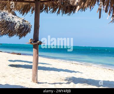 Gros plan de parasols faits de palmiers Banque D'Images