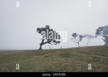 Unterwegs auf der portugiesischen Insel Madeira, der größten und bevölkerungsreichsten Insel des Madeira-archipels, 22. Avril 2023. IM Bild : Fanal ist eine ziemlich große Hochebene in der Nähe von Ribeira de Janela, einem kleinen Dorf in der Nähe von Porto Moniz. Auf dem plateau gibt es einen kleinen Wald und große Wiesen mit Kühen. // parcourant l'île portugaise de Madère, la plus grande et la plus peuplée de l'archipel de Madère, le 22 avril 2023. Sur la photo : Fanal est un plateau assez grand près de Ribeira de Janela, petit village près de Porto Moniz. Le plateau a une petite forêt et la Banque D'Images