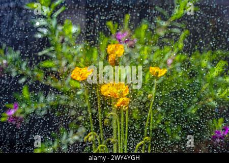 Fleurs dans un vase sur un rebord de fenêtre pluvieux Banque D'Images