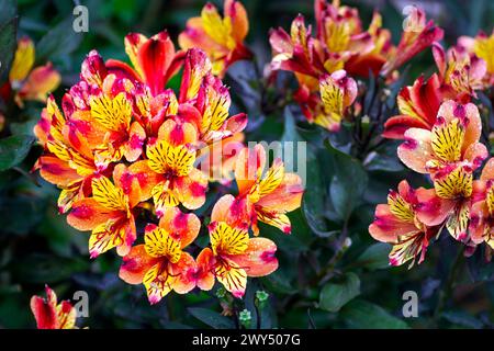 Fleurs d'alstroemeria jaune, orange et rouge ou lys péruviens sous la pluie Banque D'Images