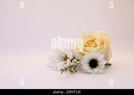 Une rose blanche et des marguerites côte à côte en fleurs Banque D'Images