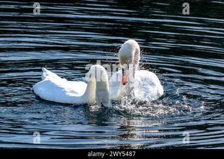 Une paire de cygnes muets montrant un comportement avant la cour. Les deux se copiaient mutuellement, plongeant la tête dans l'eau et hors de l'eau. Banque D'Images