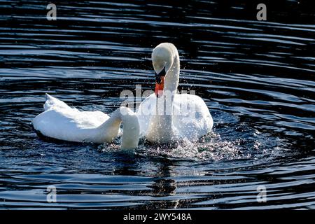 Une paire de cygnes muets montrant un comportement avant la cour. Les deux se copiaient mutuellement, plongeant la tête dans l'eau et hors de l'eau. Banque D'Images