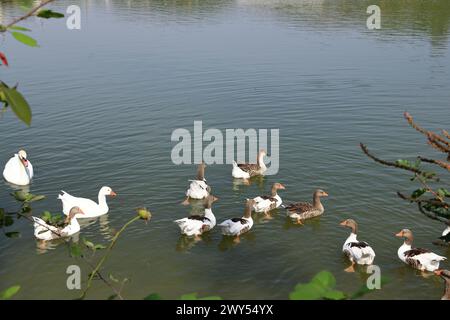 Famille d'oies (Chloephaga picta), baignade dans un lac, albanie Banque D'Images