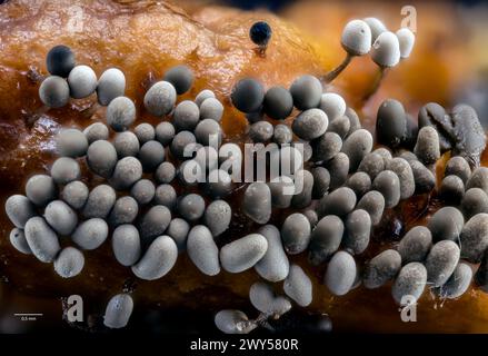 Croissance dense de sporocarpes de moisissure (corps fructifiants) d'Arcyria sp. (Peut-être A, cinerea). De la culture de l'écorce récoltée dans le sud-ouest de Norwa Banque D'Images