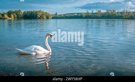 Un cygne glissant gracieusement sur un lac tranquille par des arbres luxuriants et de l'herbe Banque D'Images