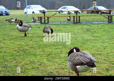 Oies au repos dans Greenway Park, London, Ontario, Canada Banque D'Images