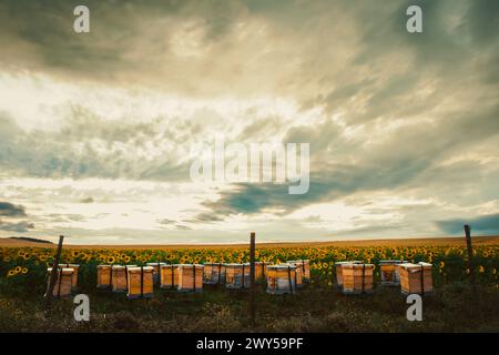 Beaucoup de ruches jaunes entourées de champs de tournesol à l'extérieur au coucher du soleil avec un fond de ciel dramatique Banque D'Images