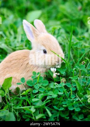 Petit lapin dans l'herbe verte. Mise au point sélective Banque D'Images