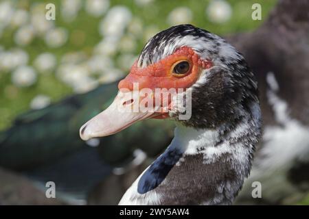 Gros plan d'un spécimen juvénile de canard de Barbarie, Cairina moschata, Anatidae Banque D'Images