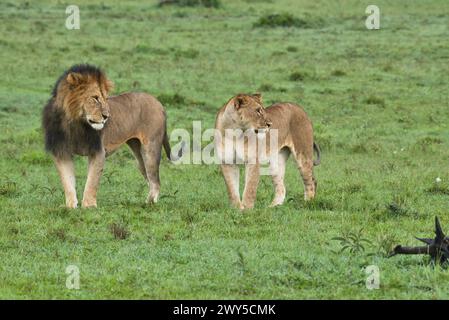 Une paire de lions africains (Panthera leo), probablement une paire courtisante Banque D'Images