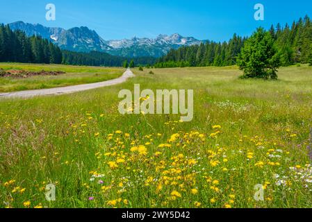 Sommets du parc national de Durmitor vus derrière une prairie, Monténégro Banque D'Images