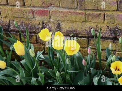 Tulipes jaunes et mur de briques antiques Banque D'Images