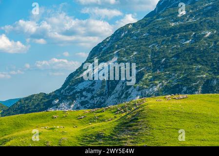 Sommets du parc national de Durmitor vus derrière une prairie, Monténégro Banque D'Images