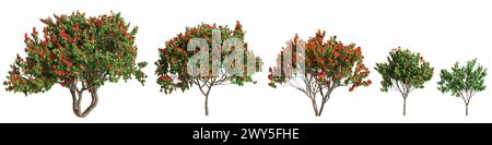 Illustration 3d de l'ensemble Saraca asoca arbre isolé sur fond blanc Banque D'Images