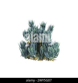 Illustration 3d du buisson Senecio mandraliscae isolé sur fond blanc Banque D'Images