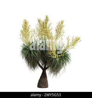 Illustration 3d de l'arbre Beaucarnea recurvata isolé sur fond blanc Banque D'Images