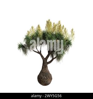 Illustration 3d de l'arbre Beaucarnea recurvata isolé sur fond blanc Banque D'Images