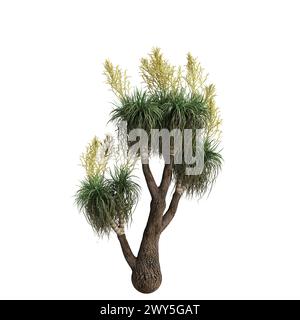 Illustration 3d de l'arbre Beaucarnea recurvata isolé sur fond blanc Banque D'Images