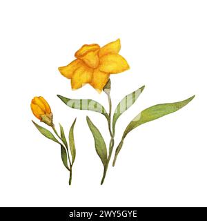 Narcissus Aquarelle illustration. Composition florale printanière. Illustration de fleur d'aquarelle dessinée à la main Banque D'Images