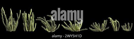 Illustration 3d de l'ensemble Bergerocactus emoryi arbre isolé sur fond noir Banque D'Images