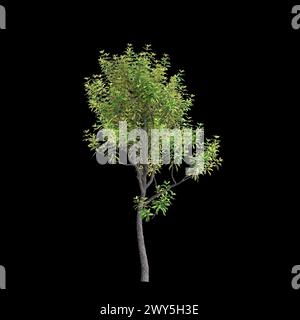 Illustration 3d de l'arbre Banksia Integrifolia isolé sur fond noir Banque D'Images