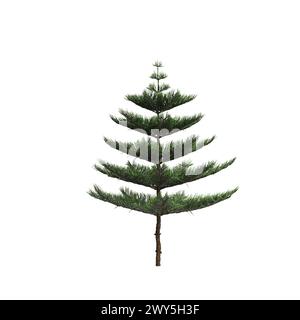 Illustration 3d de l'arbre d'Araucaria heterophylla isolé sur fond blanc Banque D'Images