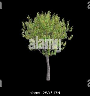 Illustration 3d de l'arbre Banksia Integrifolia isolé sur fond noir Banque D'Images