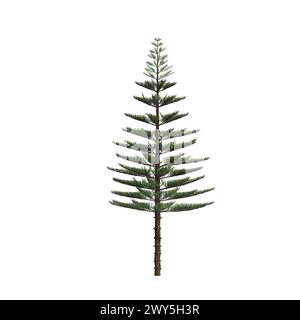 Illustration 3d de l'arbre d'Araucaria heterophylla isolé sur fond blanc Banque D'Images