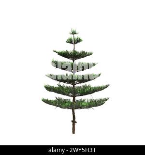 Illustration 3d de l'arbre d'Araucaria heterophylla isolé sur fond blanc Banque D'Images