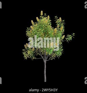 Illustration 3d de l'arbre Banksia Integrifolia isolé sur fond noir Banque D'Images