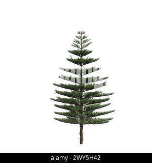 Illustration 3d de l'arbre d'Araucaria heterophylla isolé sur fond blanc Banque D'Images