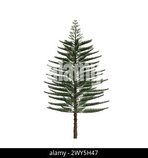 Illustration 3d de l'arbre d'Araucaria heterophylla isolé sur fond blanc Banque D'Images