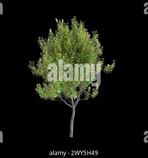 Illustration 3d de l'arbre Banksia Integrifolia isolé sur fond noir Banque D'Images