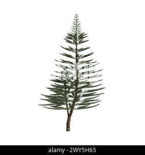 Illustration 3d de l'arbre d'Araucaria heterophylla isolé sur fond blanc Banque D'Images