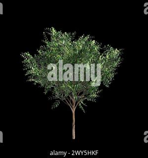 Illustration 3d de l'ensemble Bergerocactus emoryi arbre isolé sur fond noir Banque D'Images