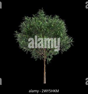 Illustration 3d de l'ensemble Bergerocactus emoryi arbre isolé sur fond noir Banque D'Images