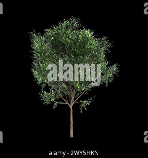 Illustration 3d de l'ensemble Bergerocactus emoryi arbre isolé sur fond noir Banque D'Images